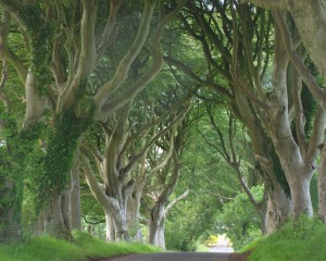 The Dark Hedges - Аллея буков в Ирландии
