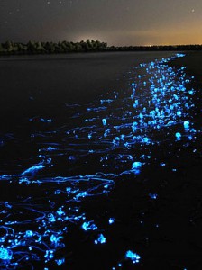 Светящиеся медузы