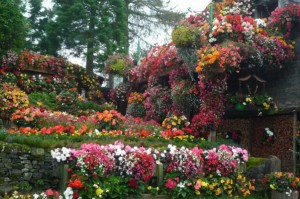 Цветущий сад любви