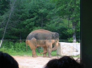Пятничный слон