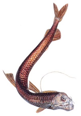 Рыба-гадюка