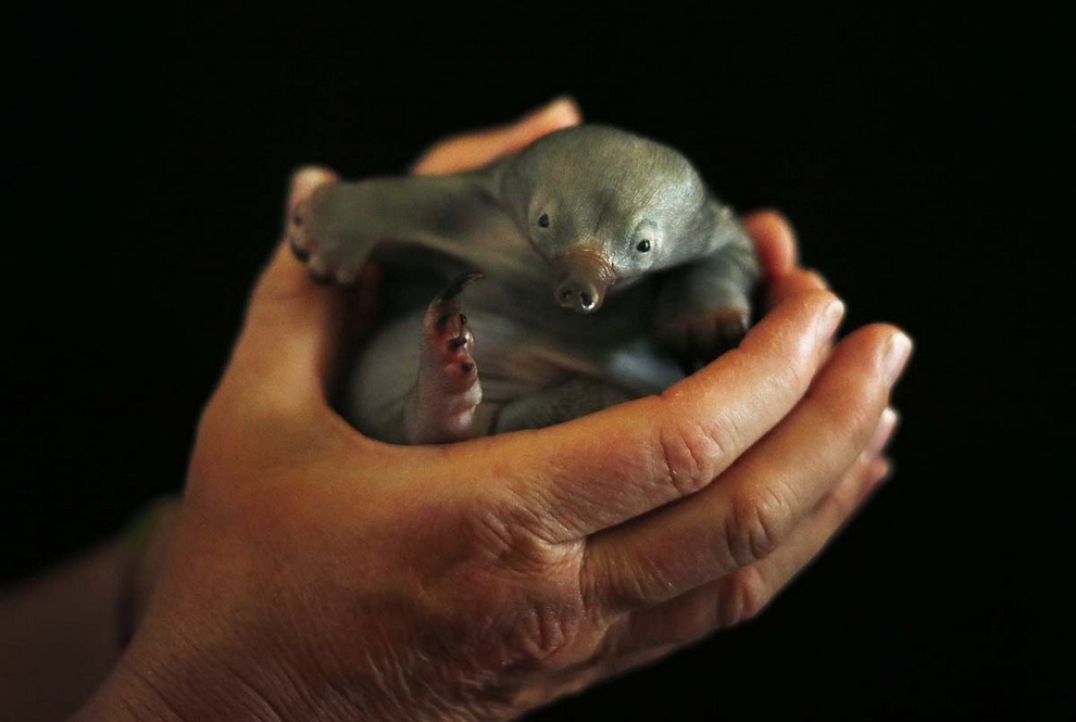 Bo, a 55-day-old baby Echidna known as a puggle, rests in the hands of vet nurse Annabelle Sehlmeier at Taronga Zoo in Sydney