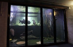Необычный аквариум с необычными рыбками