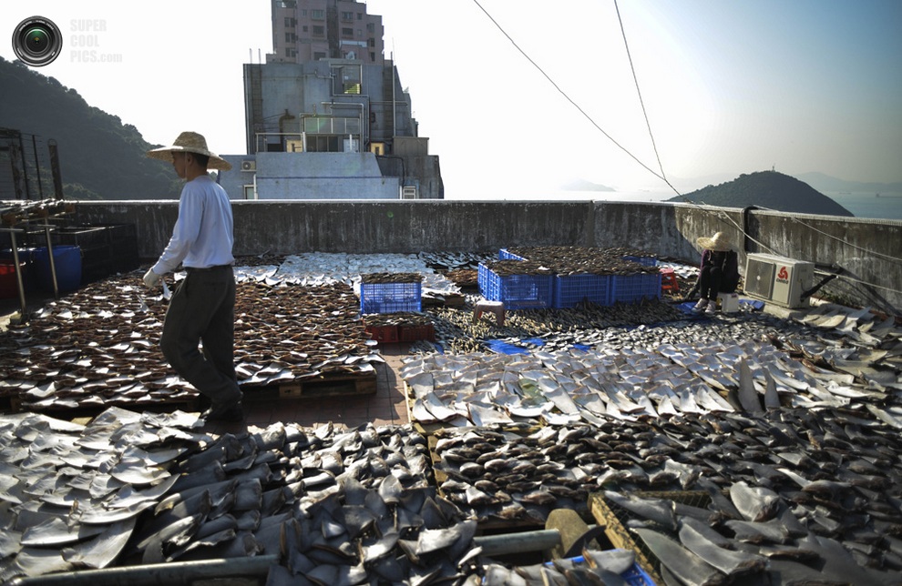 Вяление акульих плавников на крыше завода в Гонконге