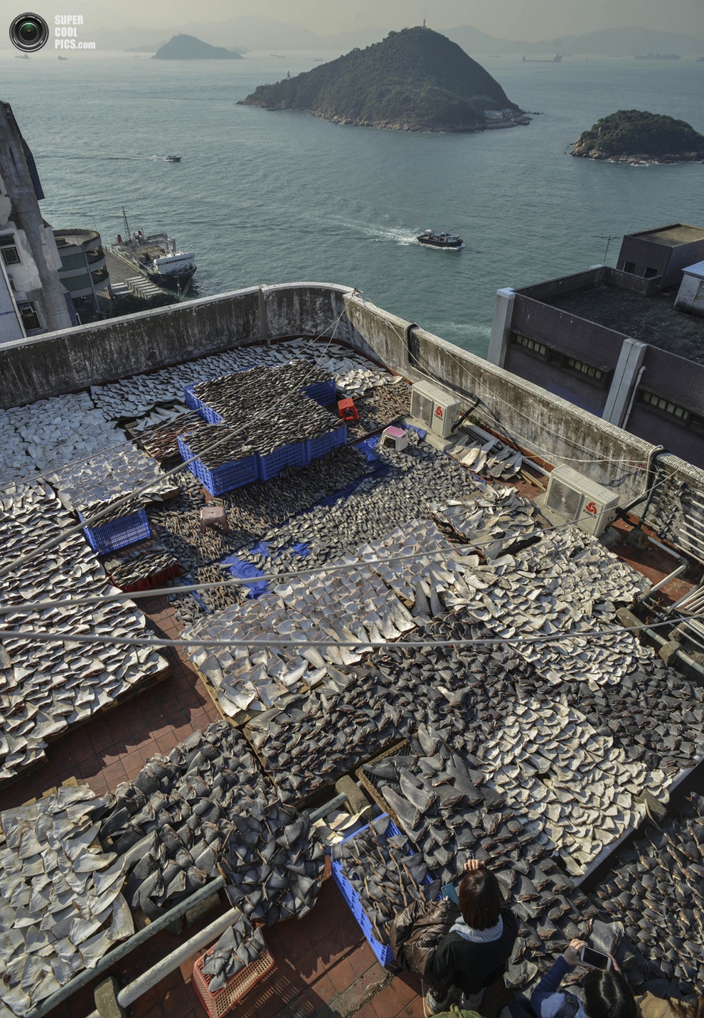 Вяление акульих плавников на крыше завода в Гонконге