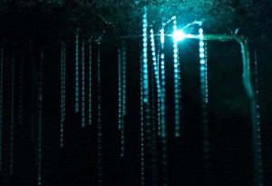 Пещеры Светлячков в Новой Зеландии 