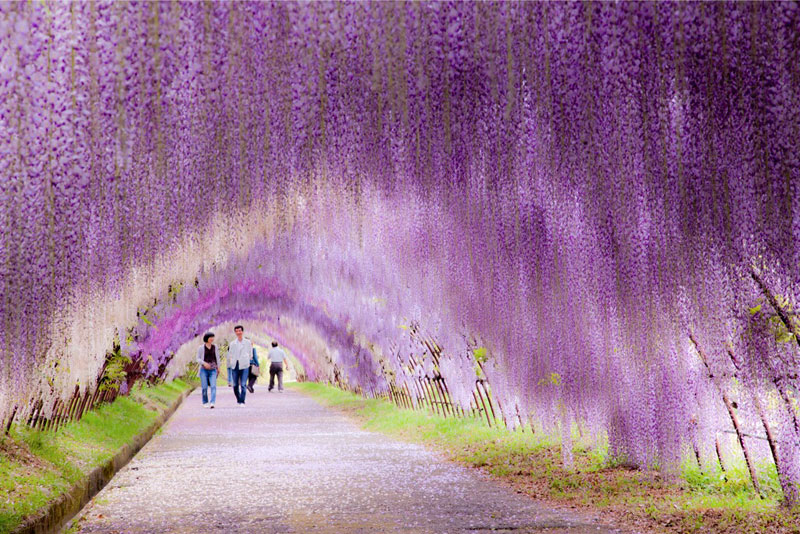 kawachi-fuji-garden-wisteria-tunnel-kitakyushu-japan-4
