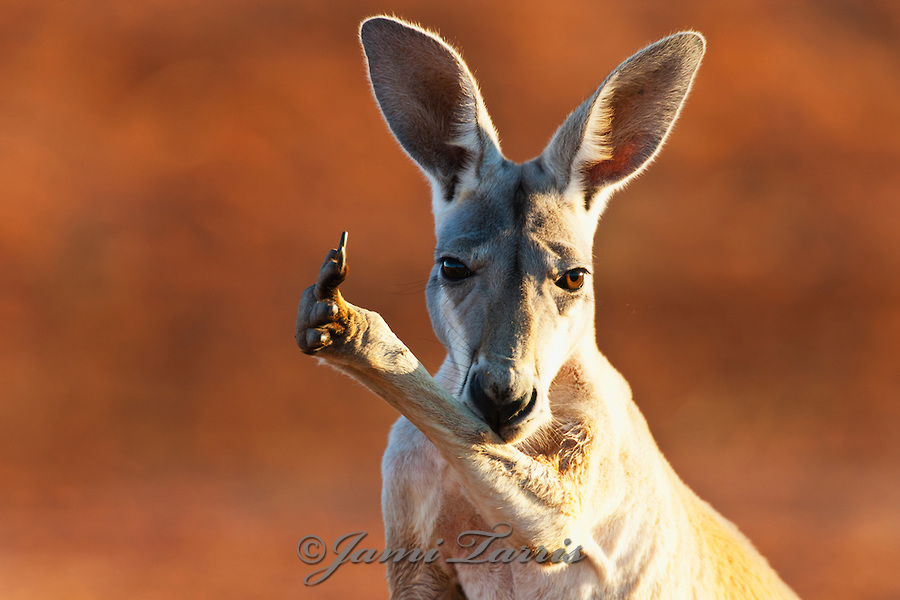 A red kangaroo licking his arm and paw
