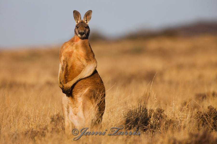 A large male red kangaroo in a golden landscape