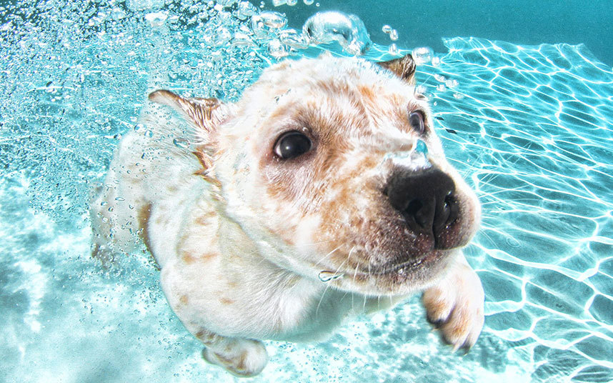 underwater-dogs-7-_3040271k