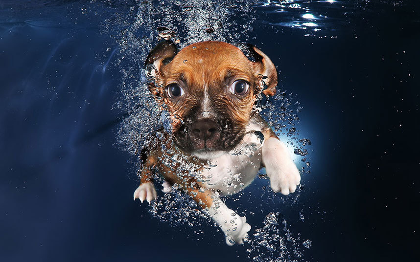 underwater-dogs-9-_3040266k