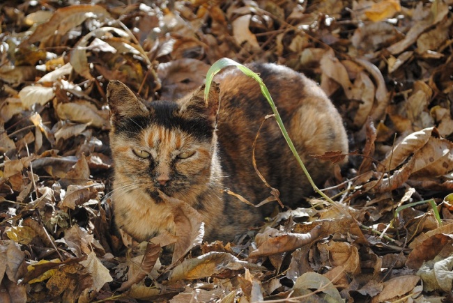 4579305-R3L8T8D-650-the-world_s-top-10-best-images-of-camouflage-cats-3