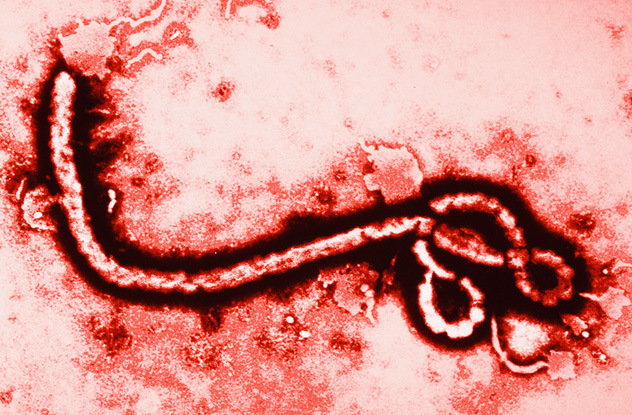 ebola-viruse-pravda-eto-interesno-poznavatelno-kartinki_8350802810