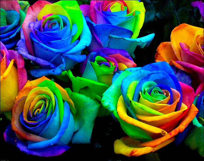 rainbow-roses-1