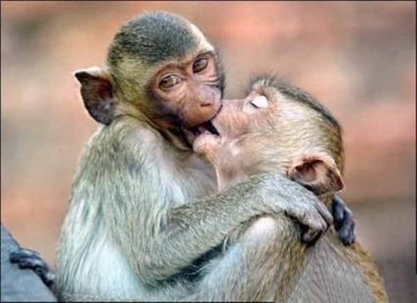 animals-kissing-pictures-12
