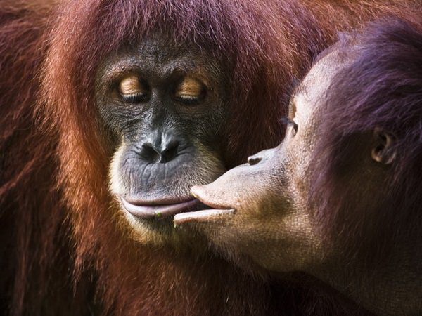 animals-kissing-pictures-23