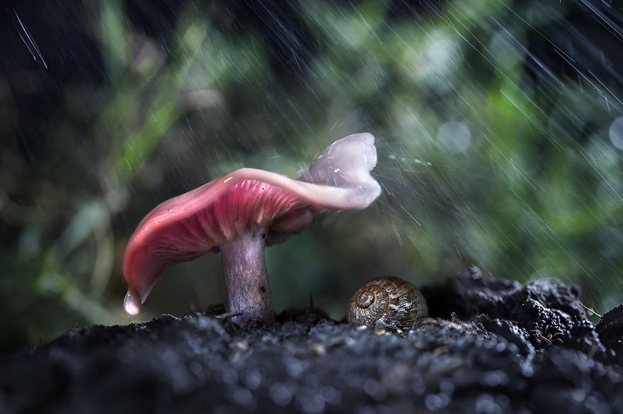 natural-umbrella-shelter-rain-animal-photography-15__880
