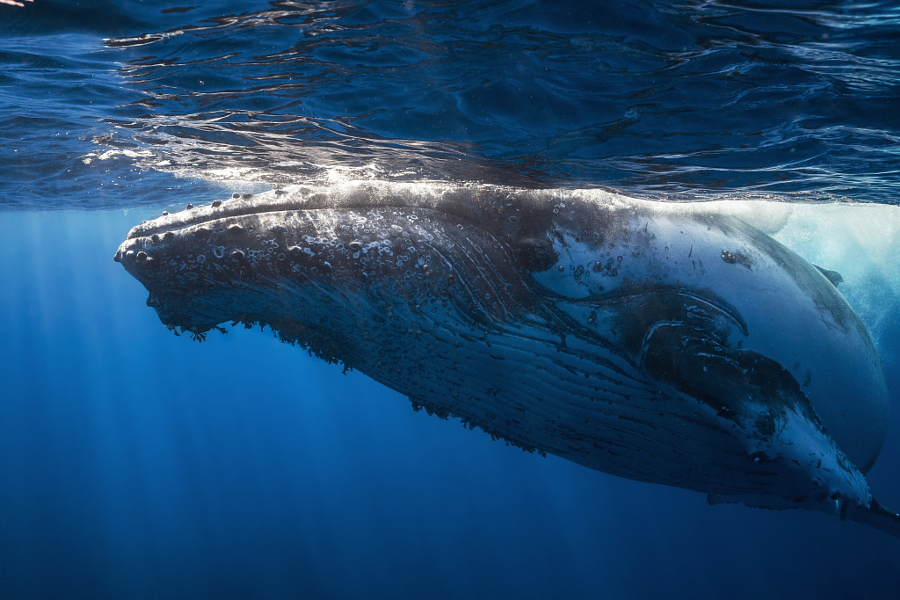 kitov-fotografii-podvodnye-krasivye-fotografii-neobychnye-fotografii_7820569813