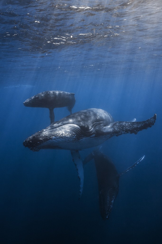kitov-fotografii-podvodnye-krasivye-fotografii-neobychnye-fotografii_8385301338