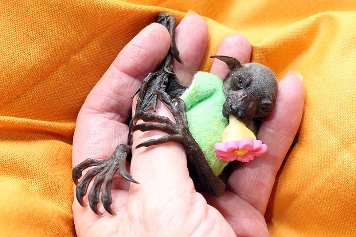 Johnny Depp adopts orphaned Fruit Bat at the Australian Bat Clinic, Australia - 11 May 2015