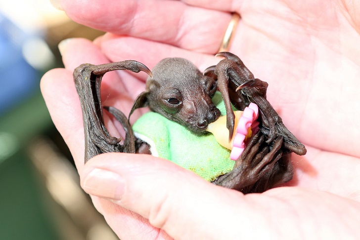 Johnny Depp adopts orphaned Fruit Bat at the Australian Bat Clinic, Australia - 11 May 2015