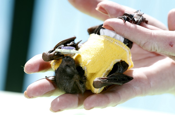 Johnny Depp adopts orphaned Fruit Bat at the Australian Bat Clinic, Australia - 25 Jun 2015