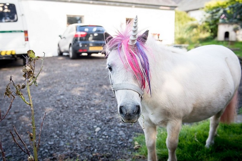 Couple keep 'unicorn' as a house pet, Kilmarnock, East Ayrshire, Scotland - 01 Sep 2015