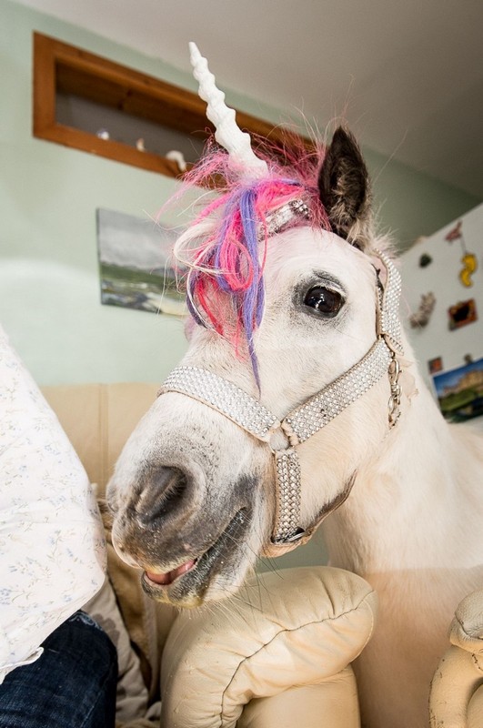 Couple keep 'unicorn' as a house pet, Kilmarnock, East Ayrshire, Scotland - 01 Sep 2015