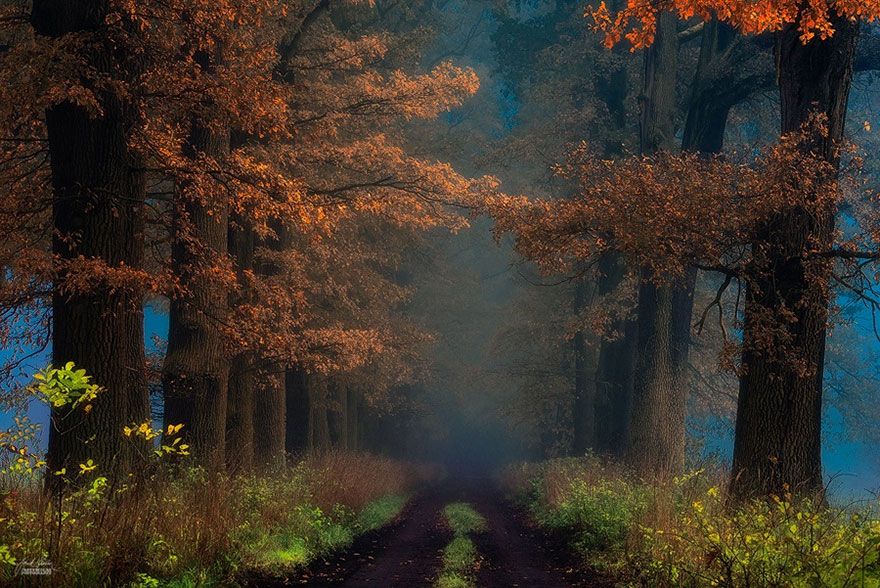 autumn-forests-photography-janek-sedlar-2
