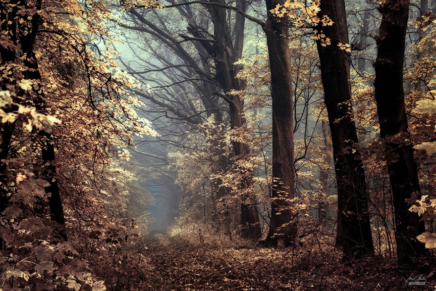 autumn-forests-photography-janek-sedlar