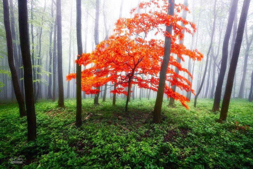 dreamlike-autumn-forests-janek-sedlar-14__880