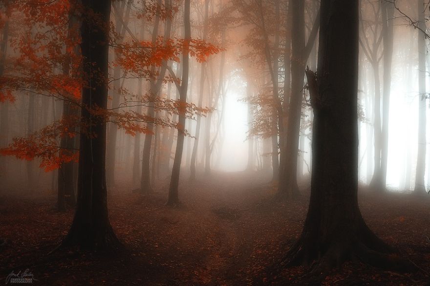 dreamlike-autumn-forests-janek-sedlar-15__880