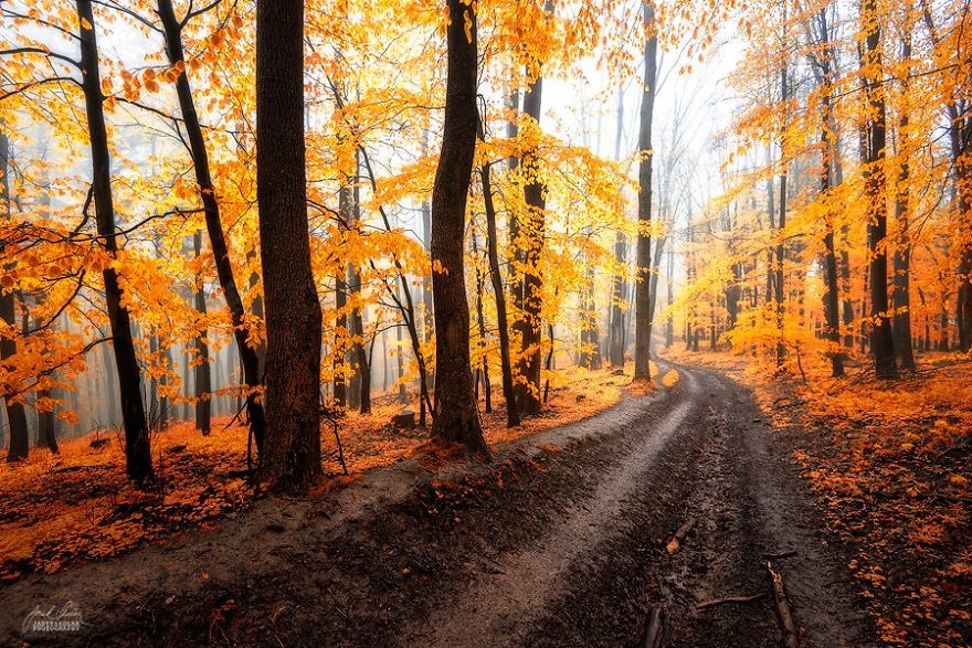 dreamlike-autumn-forests-janek-sedlar-16__880