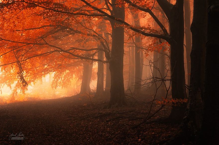 dreamlike-autumn-forests-janek-sedlar-17__880