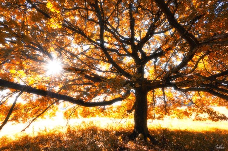 dreamlike-autumn-forests-janek-sedlar-24__880