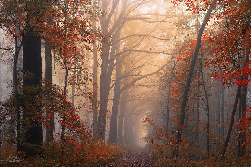 dreamlike-autumn-forests-janek-sedlar-38__880