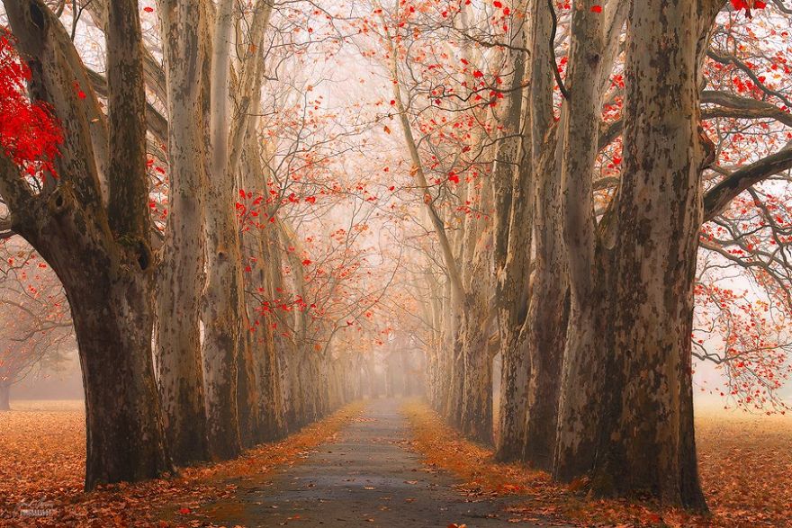 dreamlike-autumn-forests-janek-sedlar-39__880