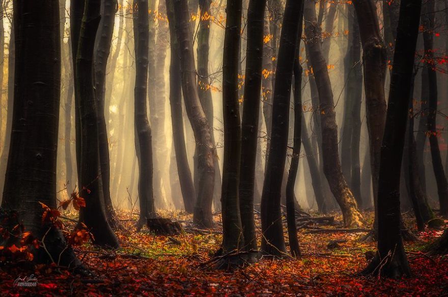 dreamlike-autumn-forests-janek-sedlar-41__880