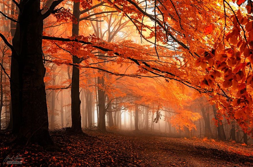 dreamlike-autumn-forests-janek-sedlar-7__880