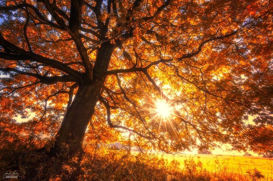 dreamlike-autumn-forests-janek-sedlar-8__880