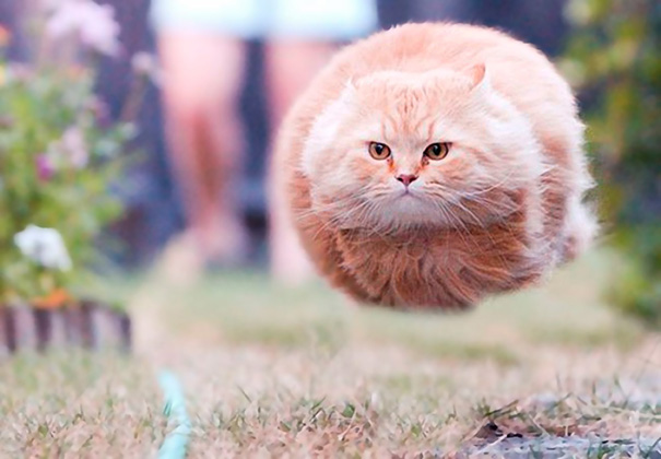 funny-perfectly-timed-cat-photo-50__605
