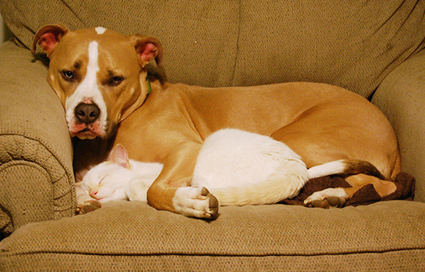 cats-and-dogs-getting-along-33__605