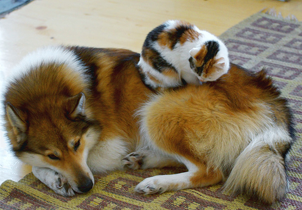 cats-and-dogs-getting-along-50__605