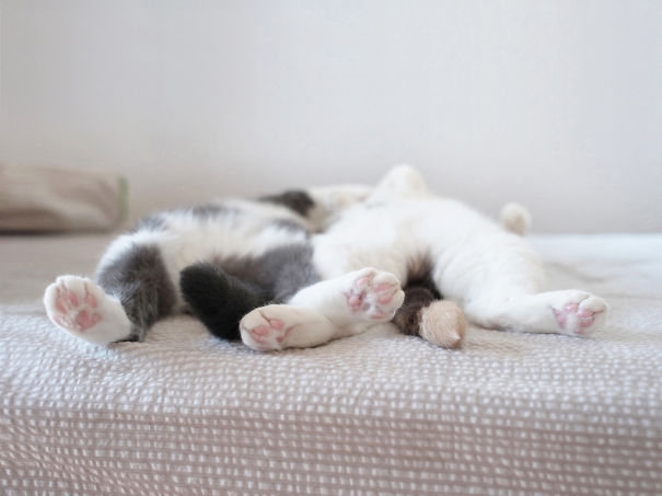cutest-sleeping-kitties-ever-100__605