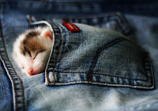 cutest-sleeping-kitties-ever-102__605