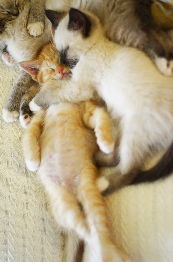 cutest-sleeping-kitties-ever-105__605