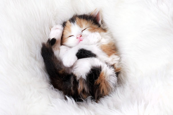 cutest-sleeping-kitties-ever-106__605