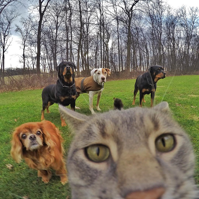 manny-cat-takes-selfies-dogs-gopro-14