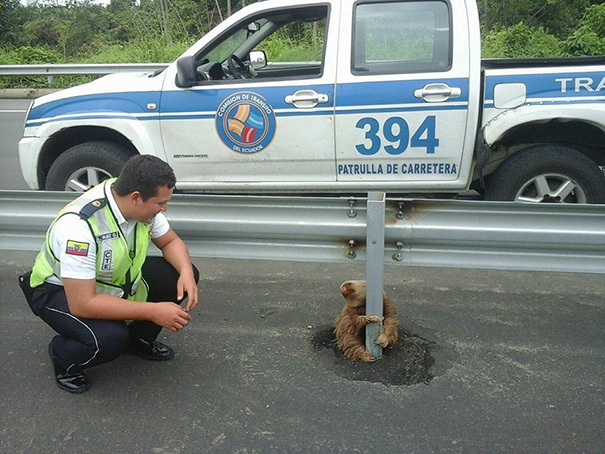 police-rescue-sloth-cross-highway-ecuador-4