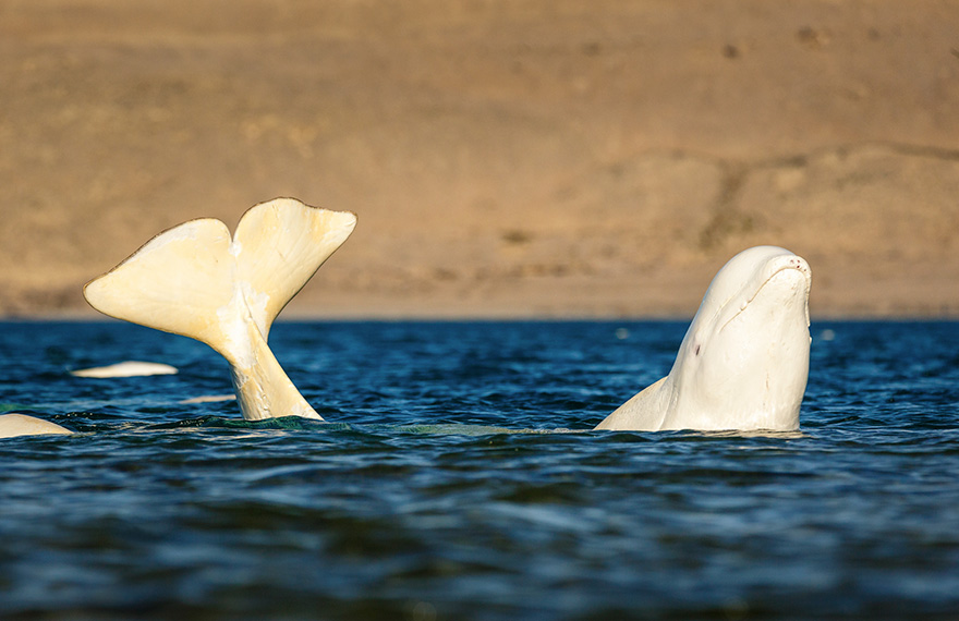 Beluga Whale Banana's Itself While Rubbing Its Skin On The Rocks